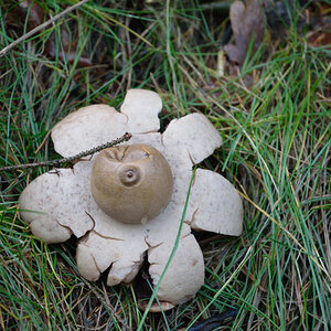 Unbekannter Pilz - Kennt ihn jemand?