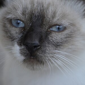 wilde, junge Katze zu Besuch