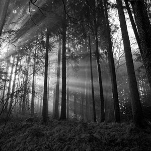 wald (1 von 1)
