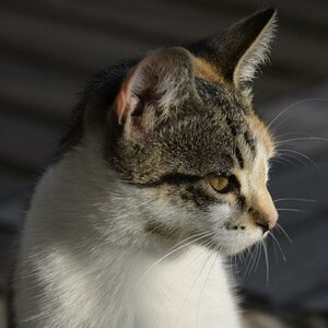 Schwester des blauäugigen Katerli