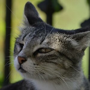 Mutterkatze
