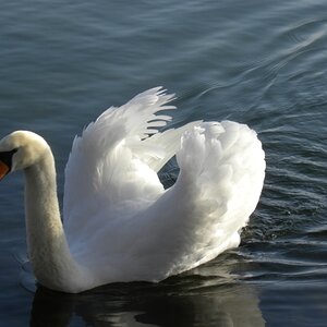Schwan