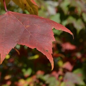 Herbstblatt