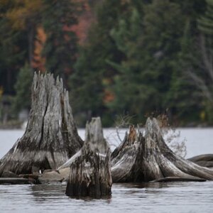 natürliche Holzkunst im Wasser
