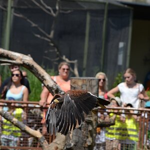 FlugshowZooKoeln