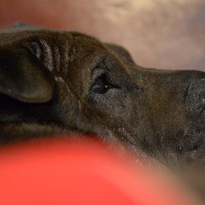 DSC 0013 01 KO Seelenhund
