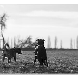 gegenlicht1