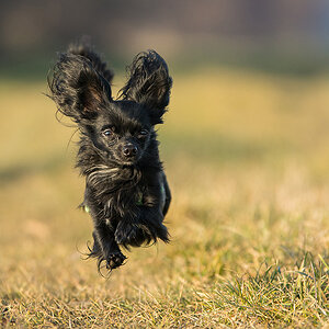 Balu
