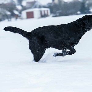 Schneller Winterhund