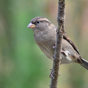 DSC 9615 khg