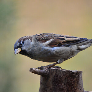 DSC 9626 khg