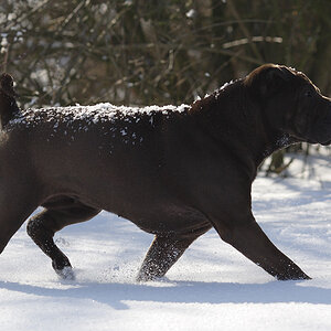 IMG 4910 k cukbilder KOseelenhund
