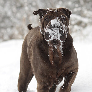 IMG 2855 k cukbilder KOseelenhund