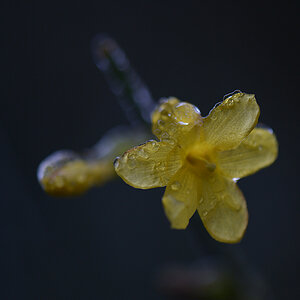 CUK 1026 cukbilder eisjasmin