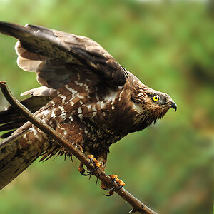 DSC 7188 Wespenbussard 1000