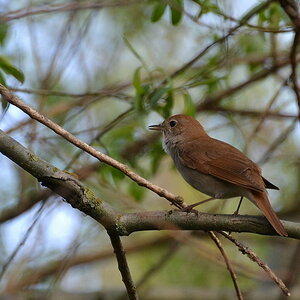 Paul Potts