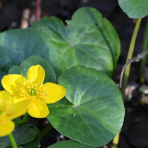 Sumpfdotterblume