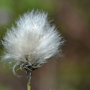 2013 05 11 Steinhuder Meer (375)