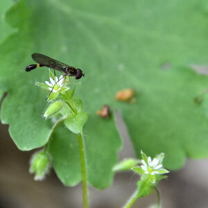 2013 05 11 Steinhuder Meer (392)