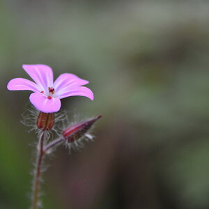 2013 05 11 Steinhuder Meer (393)
