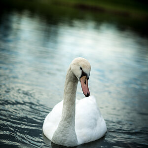 Junger Schwan