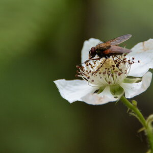 2013 06 23 Steinhuder Meer (430)