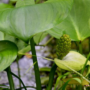 2013 06 23 Steinhuder Meer (452)