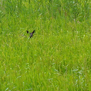 2013 06 23 Steinhuder Meer (459)