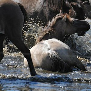 Wildpferde (152)