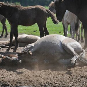 Wildpferde (217)