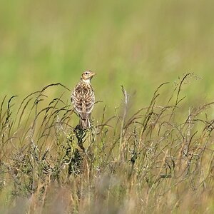 comp 3DSC 2762