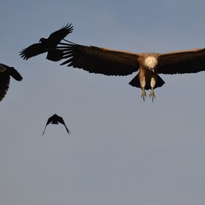 Gänsegeier mit Rabenkrähen