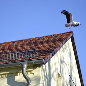 Storch