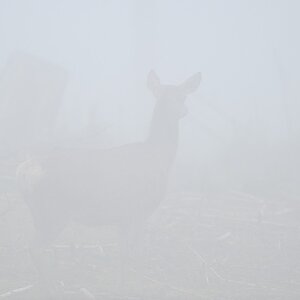 Nebel