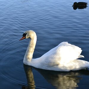 Schwan