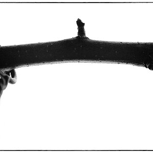 Hangen PZ15768