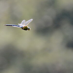 2013 07 06 Steinhuder Meer (509)