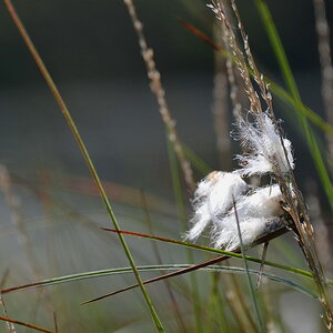 2013 07 06 Steinhuder Meer (521)