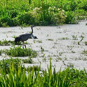2013 07 06 Steinhuder Meer (670)