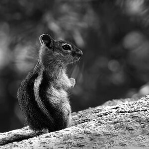 DSC 4701 Streifenhörnchen sw 1000