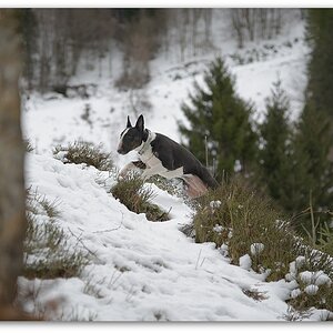 MNE 1876, 20140210
D800 24-120/4,0
Feldberg/Schwarzwald