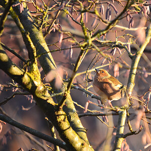 DSC 0038 khg