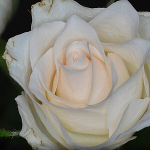 DSC 0605a