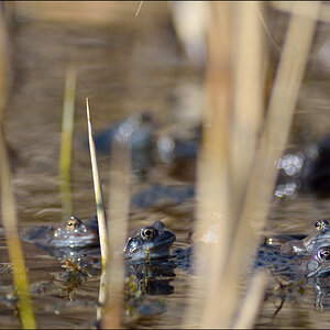 Frosch PZ16961