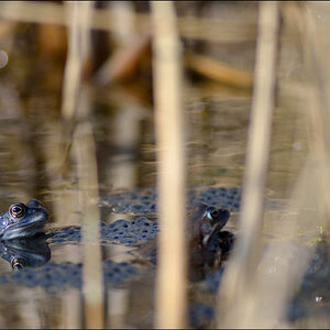 Frosch PZ16967