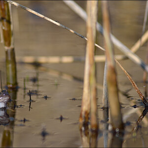 Frosch PZ16971