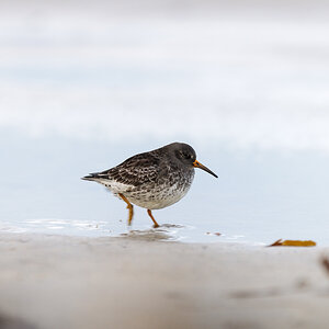 Meerstrandläufer (1 von 1)