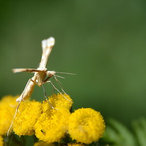 2013 08 04 Steinhuder Meer (1986)