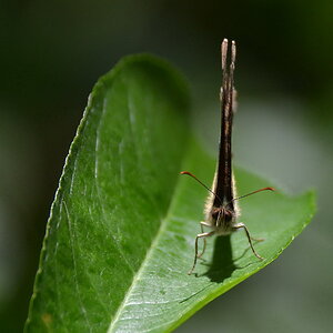 2013 08 04 Steinhuder Meer (2056)