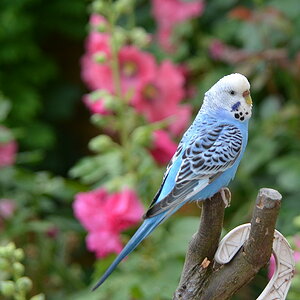 DSC 0784